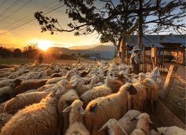 Troupeau de mouton en équipe