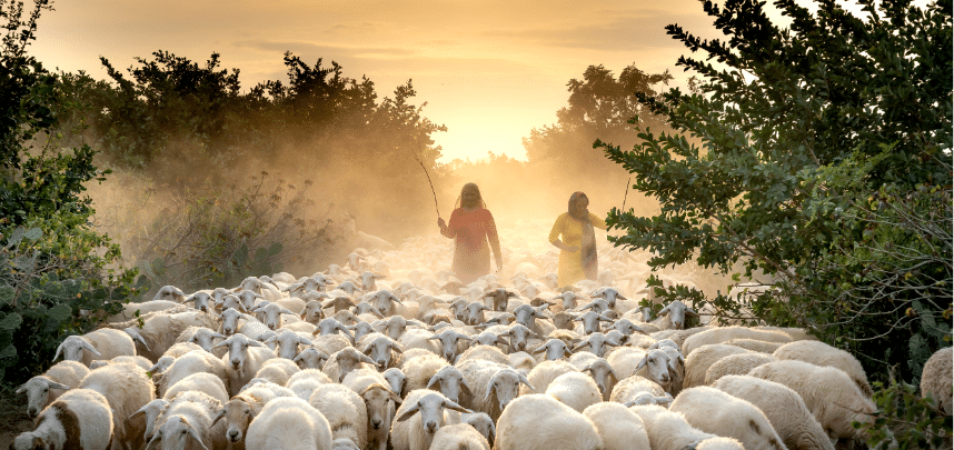 Team building et moutons