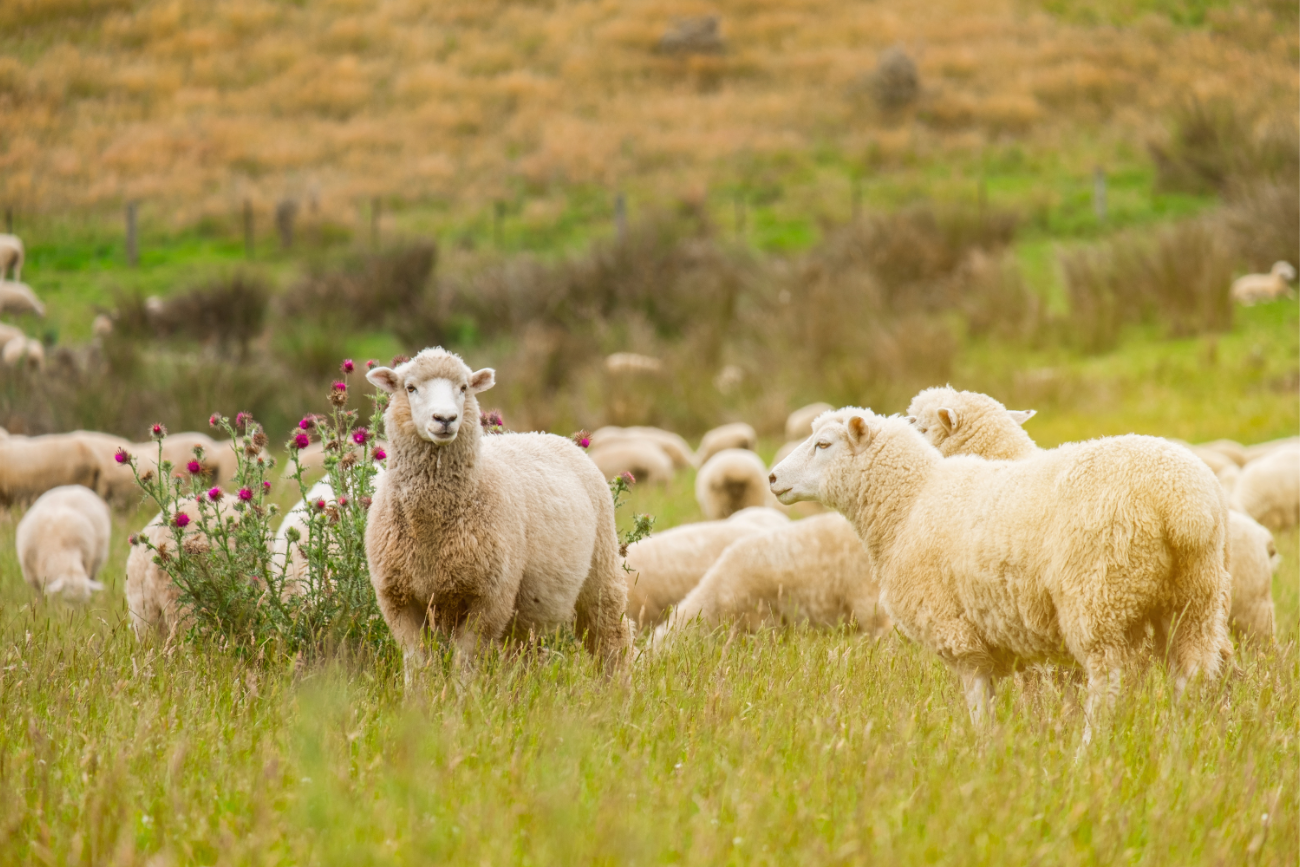 Team building de moutons