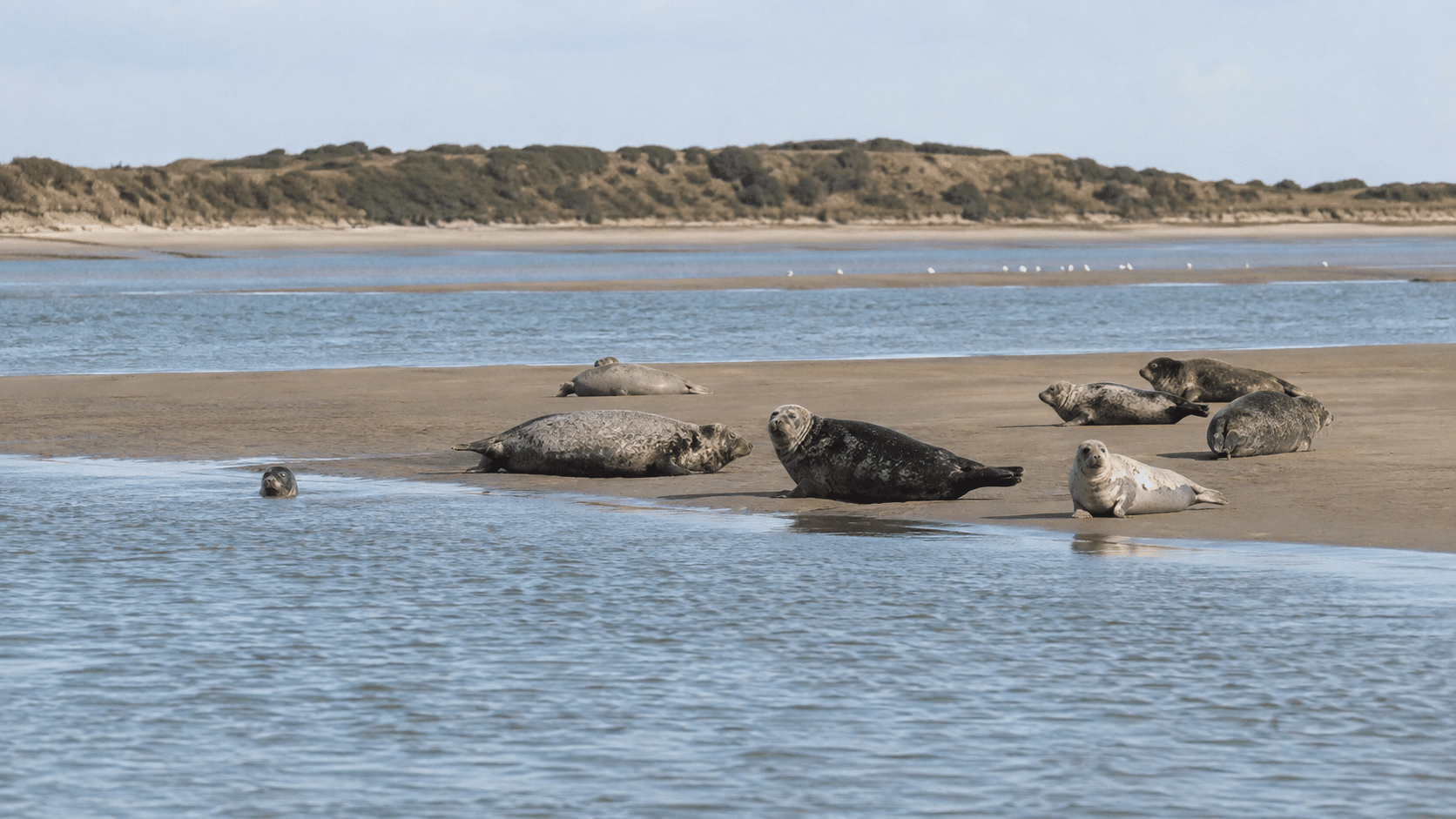 Phoques observés en Baie de Somme pendant un séminaire d’entreprise